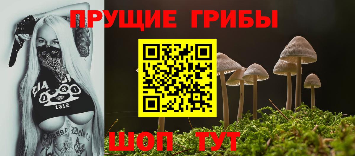 Заводоуковск  Галлюциногенные грибы Cubensis  Вход с VPN 